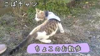 【子猫】part37ちょこ初めてのお散歩行くぞ！