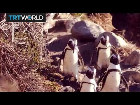 African Penguins: Conservationists try to save endangered species