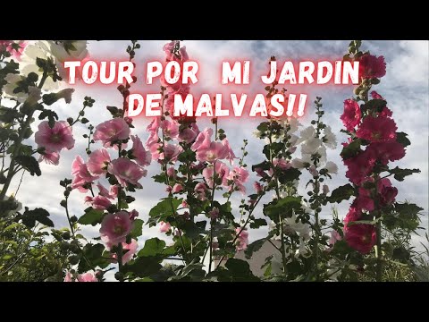 , title : 'Tour Por Mi Jardin De Malvas | Malvas | Vara De SAN JOSE |  Hollyhock tour | plantas Con Flores'
