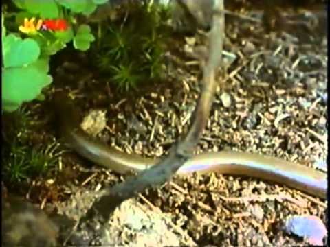 Löwenzahn Classics 118 Peter und das Geheimnis der Schlange