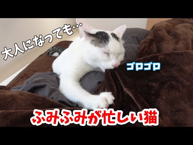 猫がふみふみする5つの理由とは 実は少し悲しい物語 reoblog 猫がふみふみする5つの理由とは 実は少し悲しい物語 reoblog