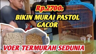 Download lagu Voer yang bagus untuk murai batu pastol [ review voer super murai ] mp3