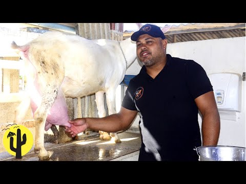 [VIDA NA ROÇA] Joseilton disleitando as suas Cabras Campeãs - Parte 03 🌵