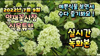 2022년 7월 9일 토요일   예쁜식물들  보러왔다가  수다만 즐기는 방송  흠흠흠    #양재꽃시장 #식…