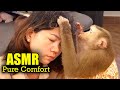 INSTANT TINGLES Judy The Monkey S ASMR Grooming For Deep Sleep