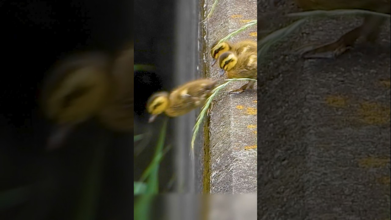 ついに1羽が飛んだ…続く4羽の決断