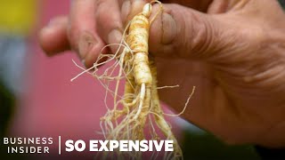 Why Wild Ginseng Is So Expensive | So Expensive | Business Insider