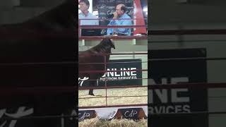 GOAT Music Video