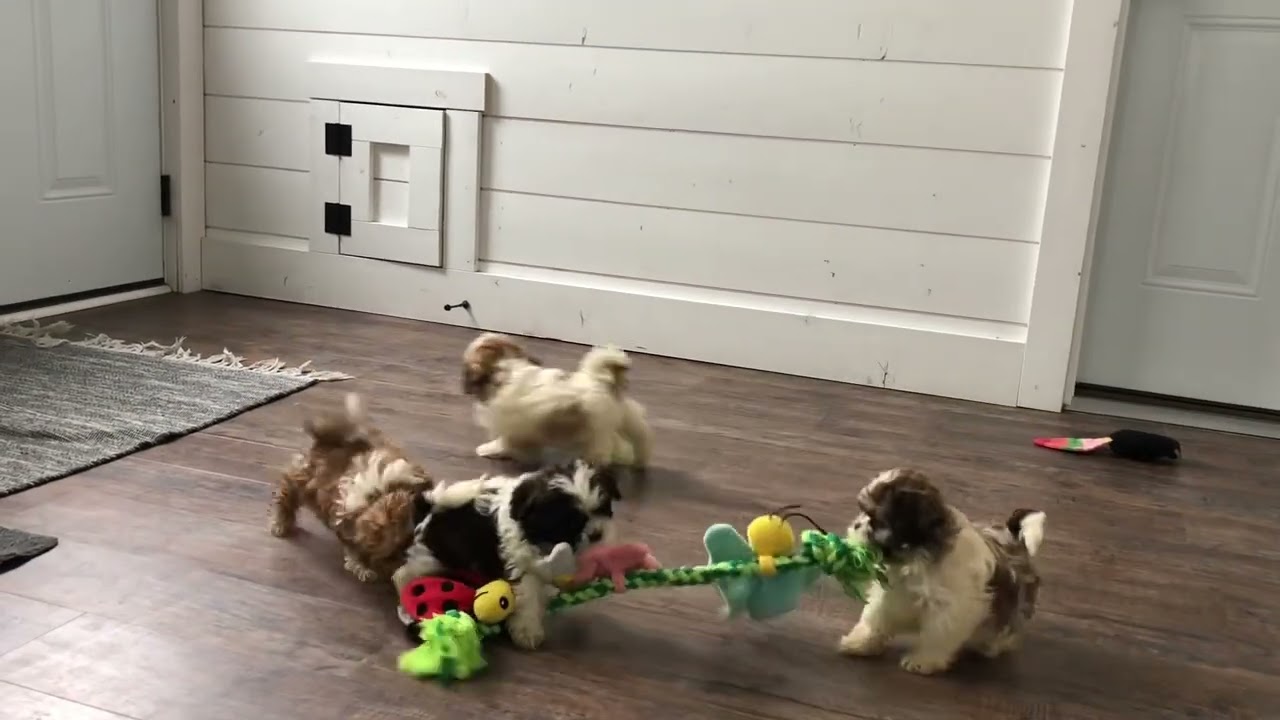 Bell's Shichon, Shihtzu Bichon Puppies,