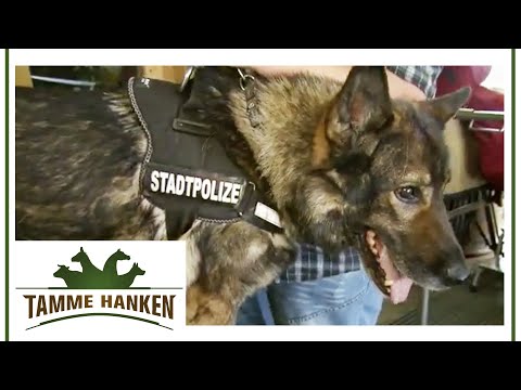 Former police dog in pain: Should the dog be put out of its misery? | Tamme Hanken | Kabel Eins