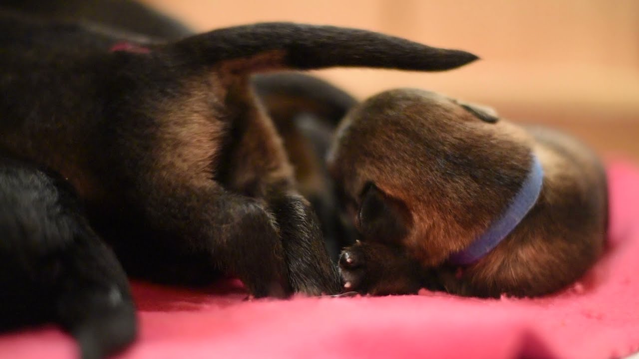 B Litter at 10 Days Old