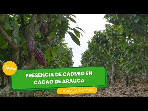 Presencia de cadmio en cacao de Arauca - TvAgro por Juan Gonzalo Angel Restrepo
