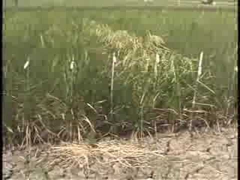 IRRI: Raising rice productivity in rainfed environments