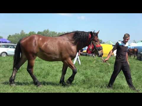 Manza de Semigreu Romanesc 2017