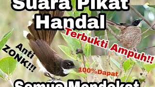 Download lagu Suara Pikat Burung Sikatan Jawa Gacor!!Anti Zonk mp3