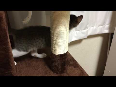 Jasmine exploring her new cat tree 🐱💕