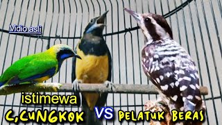 Download lagu CUCAK CUNGKOK VS PELATUK BERAS || TEMBAKAN ISTIMEWA KASAR TAJAM mp3 Download lagu CUCAK CUNGKOK VS PELATUK BERAS || TEMBAKAN ISTIMEWA KASAR TAJAM mp3