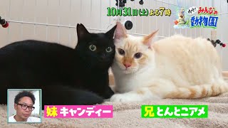 「嗚呼!!みんなの動物園」青木マッチョが預かる保護猫リバーと先住猫まさるムキムキ腕枕をめぐってバトル勃発！？？