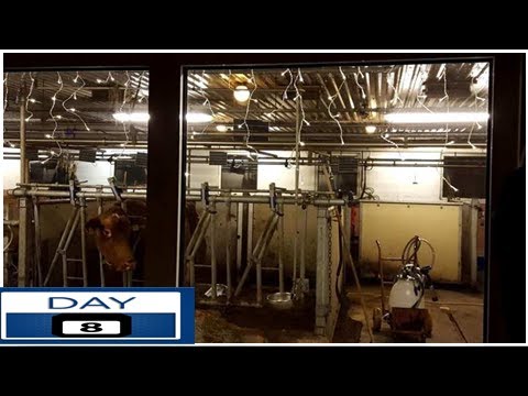 Mitja, 4, halusi myös lehmille jouluvalot – sinnikkyys palkittiin, kun yli vuosi sitten tullut idea