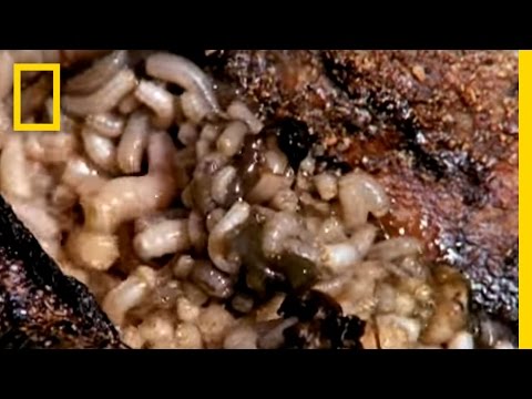 Die Haut auf den Ellbogen schuppt sich die Schuppenflechte Die Creme des toten Meeres für die Behandlung der Schuppenflechte