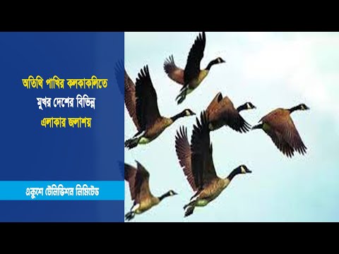 অতিথি পাখির কলকাকলিতে মুখর দেশের বিভিন্ন এলাকার জলাশয় | ETV News