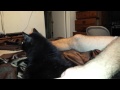 Robot Cat Does The Stevie Wonder