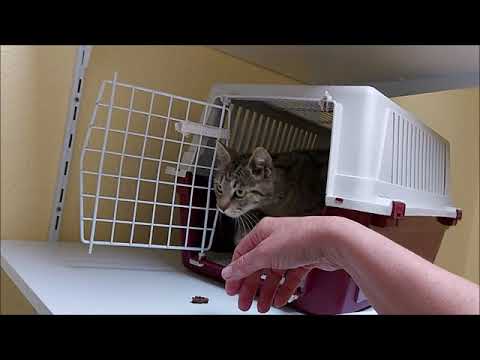 nalani kann nicht genug streicheleinheiten bekommen