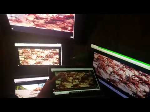 *CRAB RAVE INTENSIFIES*