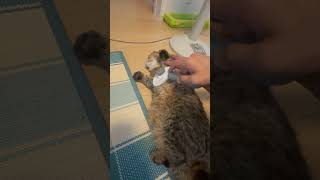 されるがままのバンザイねこ、うりちゃん #cat #ねこ #猫 #猫のいる暮らし #catshorts