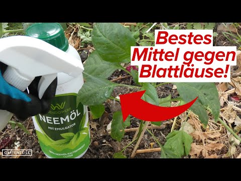 Bestes Mittel gegen Blattläuse! Mit Neemöl Blattläuse bekämpfen!