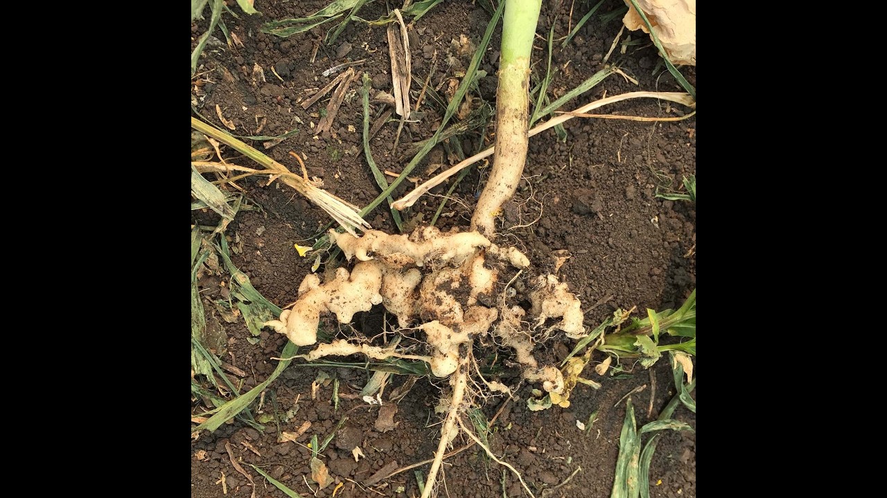 SaskOilseeds Soil Testing