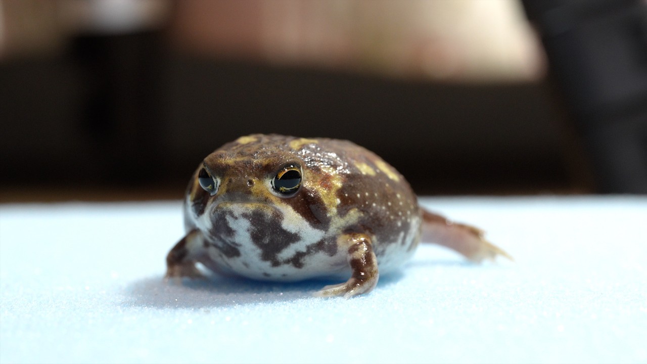 Observe the expressions of the small Rain frog🔍