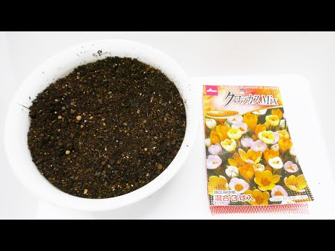 園芸 クロッカス