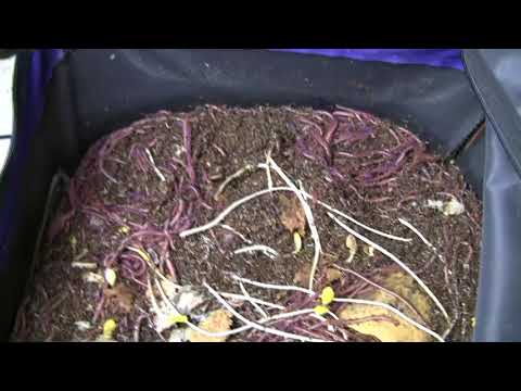 VermiBag  Ep 38  African Night Crawlers Exploding   (follow up on Ep26)