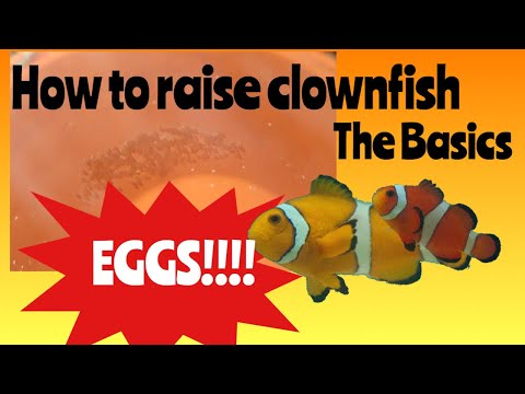How to Raise Clownfish - Ep 1. The Basics