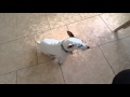 Sit Pepi Good Boy