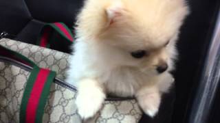 Flashback To My Pomeranian Puppy Miley When She Was Little