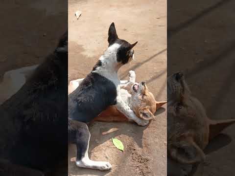 dog #trending #trendingsong #doglover #dogs #dogshorts #youtube #youtubeshorts