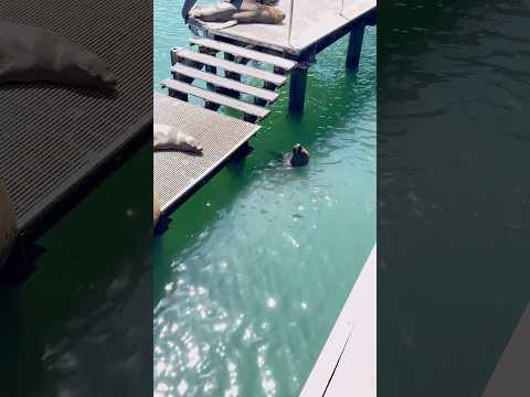 #antofagasta #oceanopacifico #animaismarinhos #animaisfofos #mototurismo