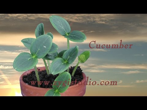 Time-lapse of Growing Cucumbers in a Pot
