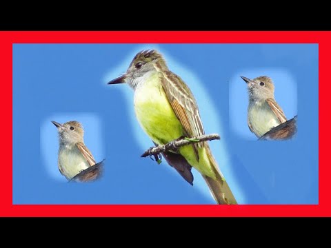 Postriežkar chochlatý (Myiarchus crinitus) — hlas a správanie v prírode