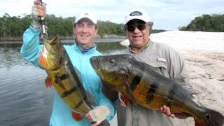 preview picture of video 'GRANDES PAVONES DE VENEZUELA. BIG PEACOCK BASS VENEZUELA.'