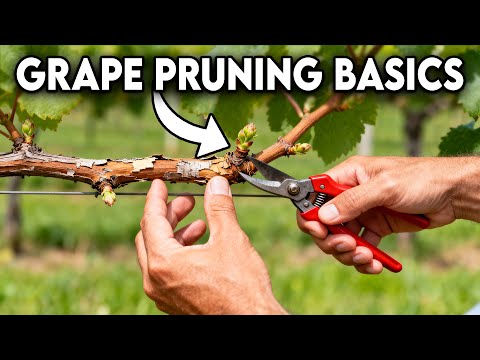 How to Prune Grapes for Maximum Yield and Plant Health