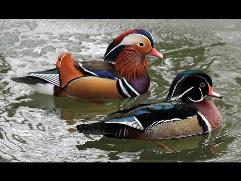 Children-View: Animal Beauty HD SlideShow - Peaceful Instrumental Worship