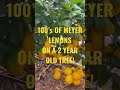 100’s OF MEYER LEMOMS ON A 2 YEAR OLD TREE!