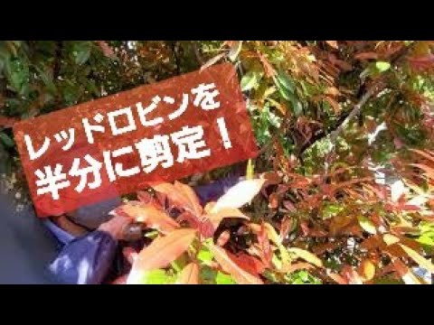 美しいレッドロビンフォティニアを飼うにはどうすればよいですか？植物を守り、生垣を元気に育てるのに役立った庭師の 6 つの秘密  庭園