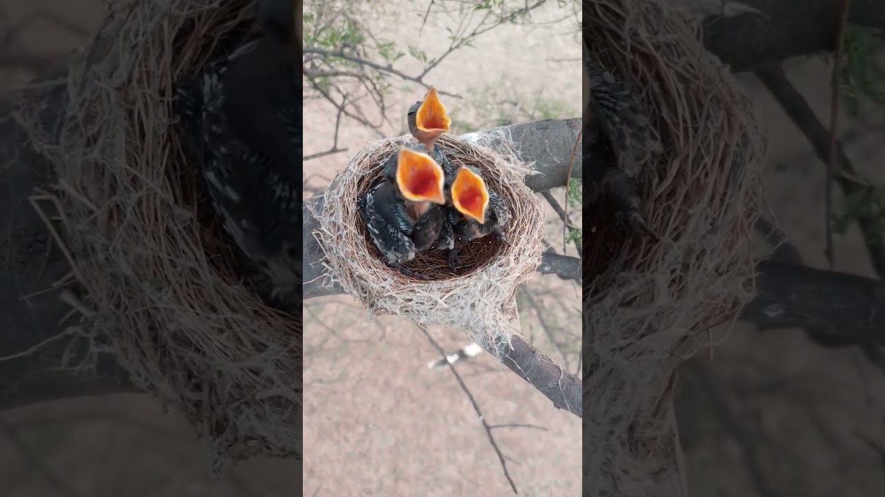 Black bird babies #shorts