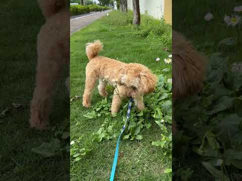 経営学科 雨上がりに草を食べるトイプードル10ヶ月 #toypoodle #puppy #トイプードル