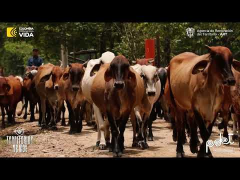 Tibú (Norte de Santander)es #TerritorioDeVida.