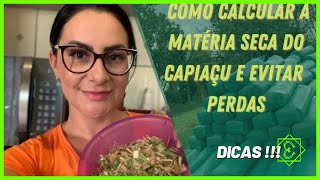Como calcular a Matéria Seca ideal para Silagem de Capiaçu